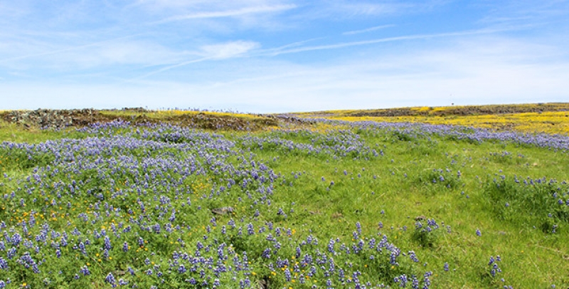 Formulation and evaluation of development and natural resource management projects