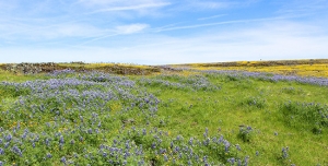 Formulation et évaluation de projets de développement et de gestion des ressources naturelles